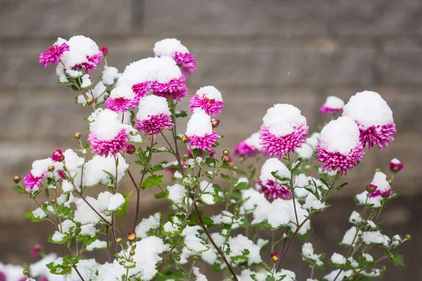 Jesienne Kwiaty Pod Śnieg Chryzantemy Zimie — Zdjęcie stockowe