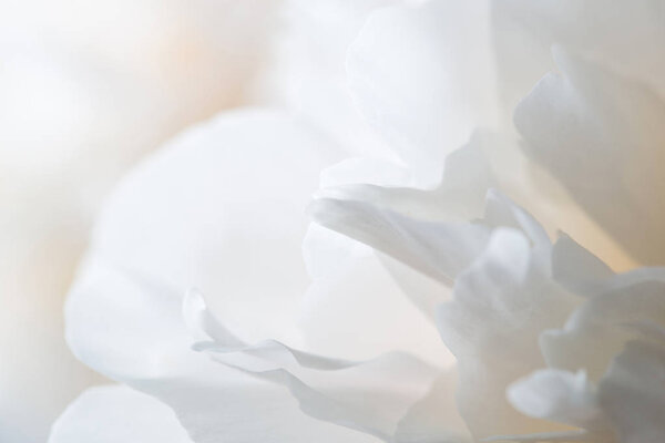 white peony petals close-up. delicate floral background