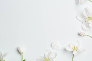 Apple çiçekler. arka plan için aşk mesajı, tebrikler güzel anneler günü, bahar, Valentine's day, kadınlar günü, düğün davetiyesi, reklamlar için cilt bakımı ve Kozmetik Tarih