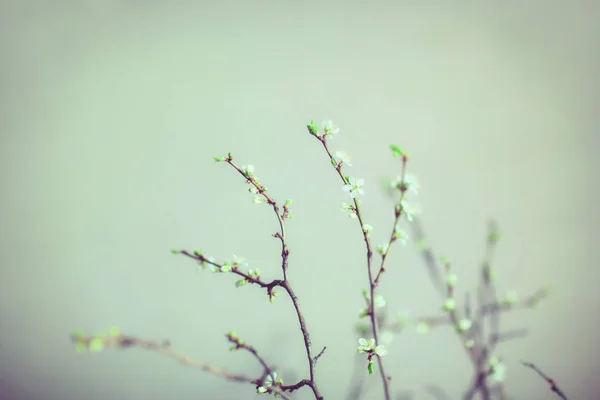 branch of cherry blossoms on cold background.