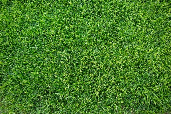 Yeşil çim arka plan doku. taze parlak sulu Çim mowed. Görünümü en çok, yakın çekim.