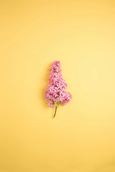 Ramo Lilás Fundo Amarelo Minimalismo — Fotografia de Stock