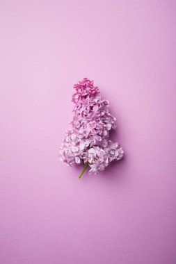 mor bir arka plan üzerinde leylak dalı. minimalizm.