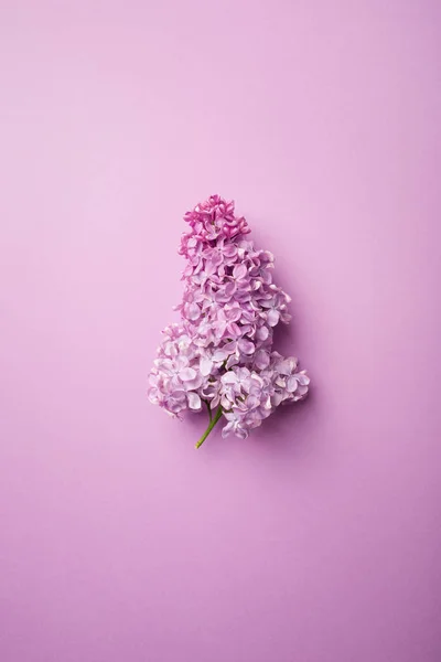 Ramo Lilás Sobre Fundo Roxo Minimalismo — Fotografia de Stock