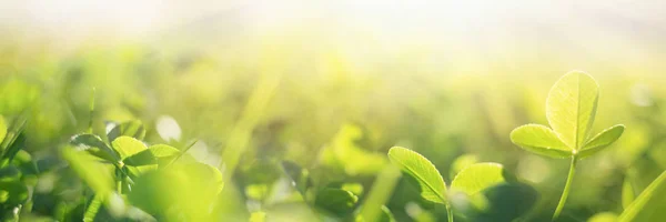 Wiosenne trawy w świetle słońca. Naturalne zielone tło z Selektywny fokus. koniczyna liść zbliżenie. długi baner — Zdjęcie stockowe