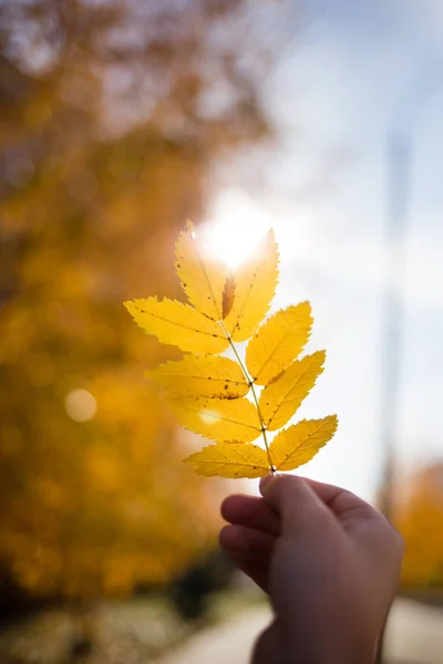 Mão segurando folha de Rowan amarelo contra o sol no fundo do outono — Fotografia de Stock