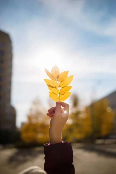 Mano che tiene la foglia gialla di Rowan contro il sole sullo sfondo della città di autunno — Foto Stock