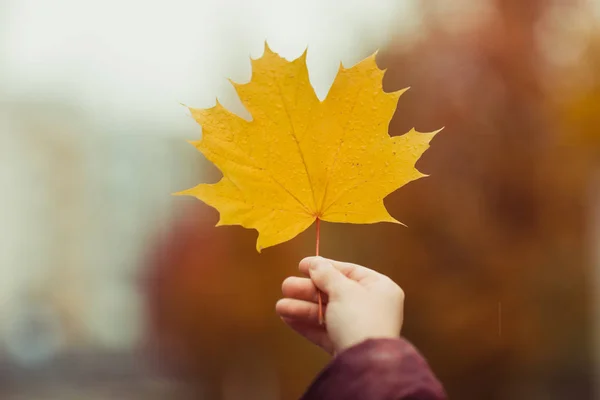 Ręczne trzymanie żółtego liścia klonu na jesiennym tle pomarańczowym — Zdjęcie stockowe