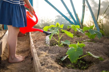 Çocuk suları, yaz mevsiminde sulama tenekesinden seradaki salatalık tohumları. Sulama, bahçe aletleri, yazlık evde asistan, büyükanneden büyükanneye. organik gıda yetiştiriyor.