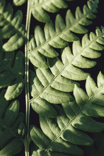 Zielone Liście Paproci Bliska Letnie Tło Pionowe Ciemna Tekstura — Zdjęcie stockowe