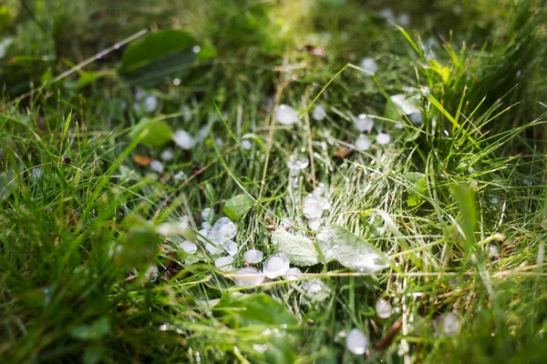 Hagel Gras Het Zonlicht Zomer Onweer — Stockfoto