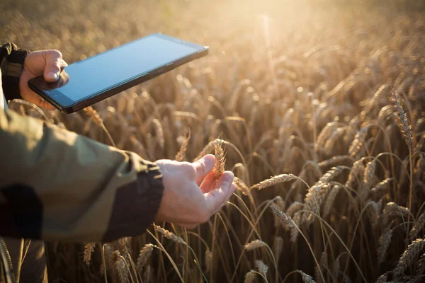在麦田里放石碑的农夫 智能农业和数字农业 免版税图库图片