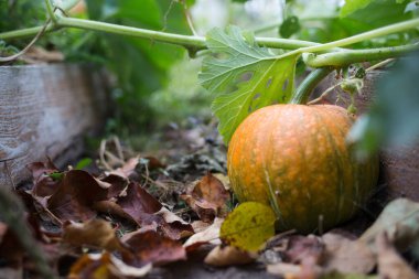 Bahçedeki yatakta portakal kabağı. Sonbahar hasat zamanı.
