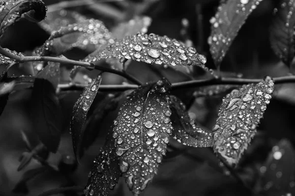 Black White Leaves Shiny Raindrops — Stock Photo, Image
