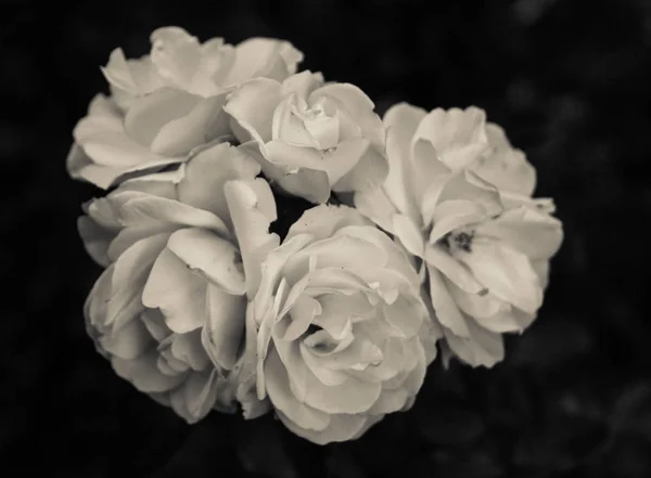 Rosas brancas florescendo em fundo preto — Fotografia de Stock