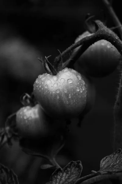 Black and white artistic tomatoes with rain drops on hanging out from the tomato plant — Stock Photo, Image