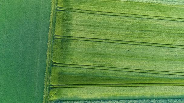 Abstract Agricultural Area Spring Aerial View Tracking Shot — Stock Video