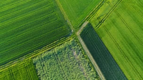 Abstracte Landbouwareaal Lente Luchtfoto Tracking Shot — Stockvideo