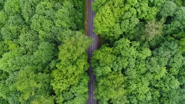 Estrada Através Uma Floresta Primavera Vista Aérea — Vídeo de Stock