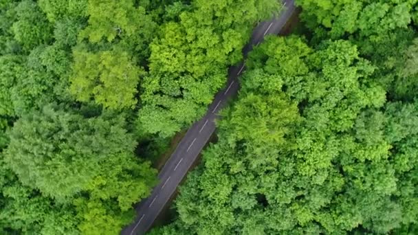 Estrada Através Uma Floresta Primavera Vista Aérea — Vídeo de Stock