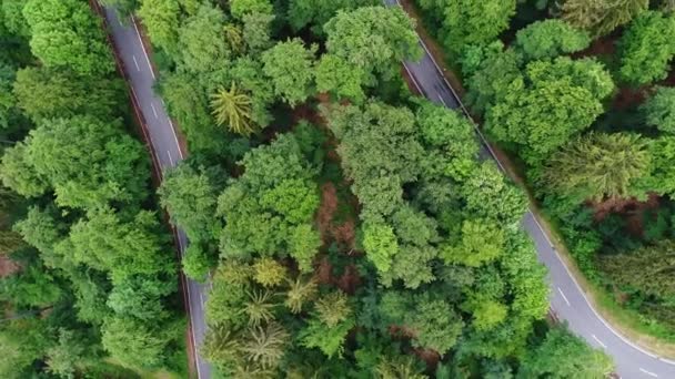 Vägen Genom Skogen Spårning Skott Aerial View — Stockvideo