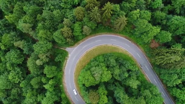 追跡ショット 空中ビュー 森の中の道 — ストック動画