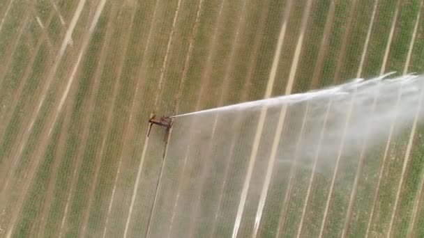 Agricultural Sprinkler Irrigation Area Aerial View — Stock Video