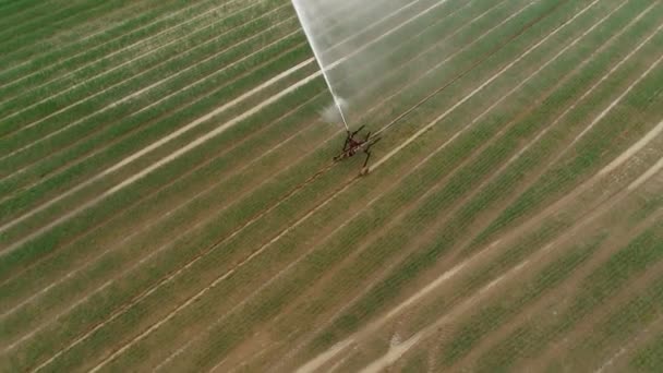 Jordbruks Sprinkler Bevattning Område Flygfoto — Stockvideo