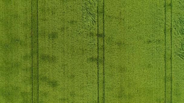 Wheat Field Tracking Shot Aerial View — Stock Video