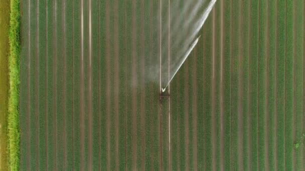 Agricultural Sprinkler Irrigation Area Aerial View — Stock Video