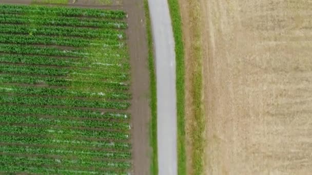 Campo Milho Trigo Tiro Rastreamento Vista Aérea — Vídeo de Stock