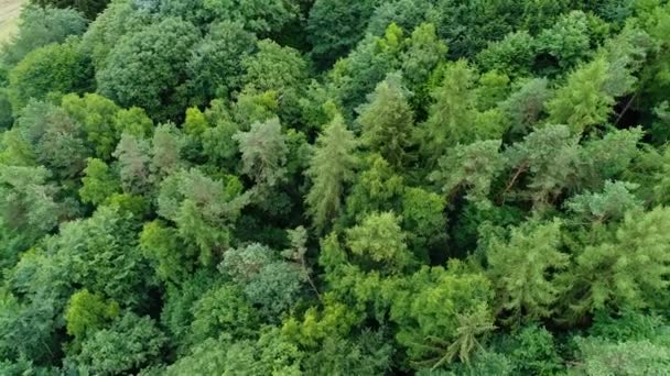 Luftaufnahme Eines Waldes Kamerafahrt — Stockvideo
