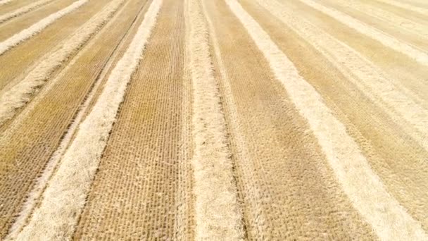 Campo Trigo Colhido Vista Aérea — Vídeo de Stock