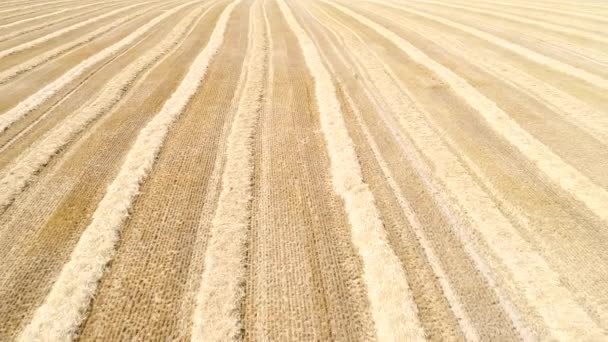 Harvested Wheat Field Aerial View — Stock Video