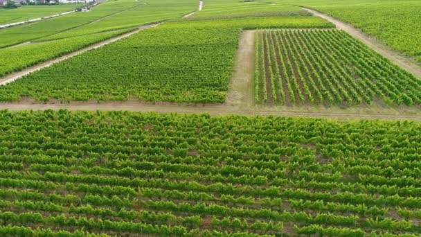 ラインガウ 空撮のブドウ畑 — ストック動画