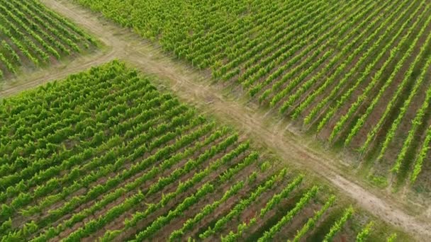 Viñedos Rheingau Vista Aérea — Vídeo de stock