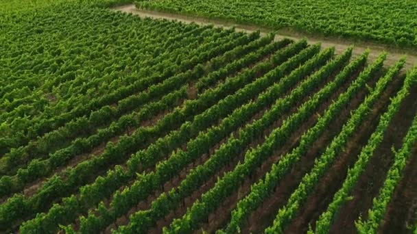 Vineyards Rheingau Aerial View — Stock Video