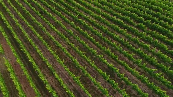 ラインガウ 空撮のブドウ畑 — ストック動画