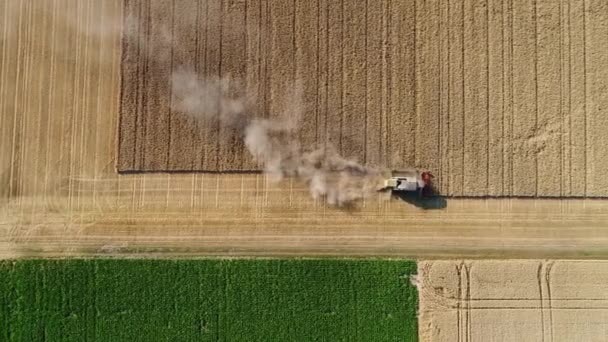 コンバインハーベ スター非常に乾燥した夏シーズン 空撮中に麦畑を収穫 — ストック動画