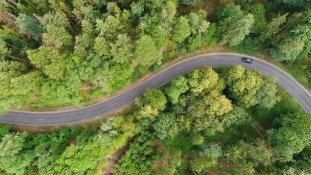 Estrada Sinuosa Através Floresta Tiro Rastreamento Vista Aérea — Vídeo de Stock