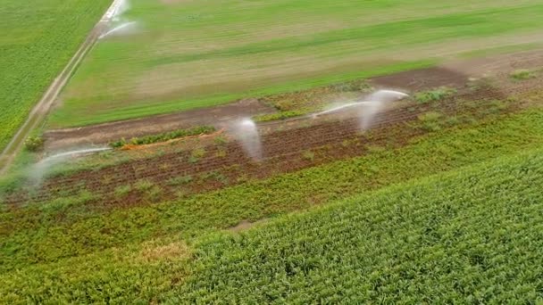 Jordbruks Sprinkler Bevattning Område Flygfoto — Stockvideo