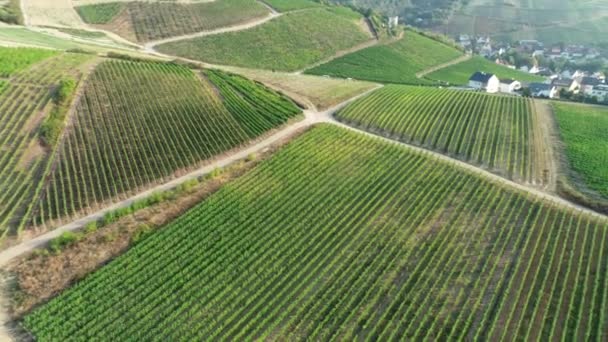 ラインガウ タウヌス周辺地域 ドイツ ブドウ畑 航空写真ビュー — ストック動画
