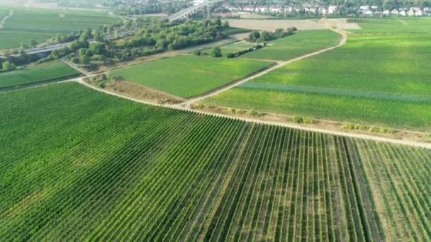 Área Rheingau Taunus Alemanha Vinhas Vista Aérea — Vídeo de Stock