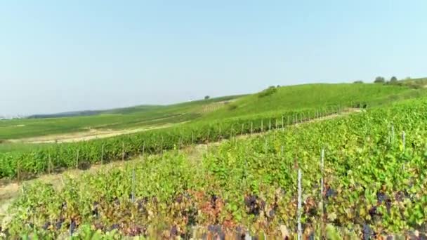 Rheingau Taunus Area Germany Vineyards Aerial View — Stock Video