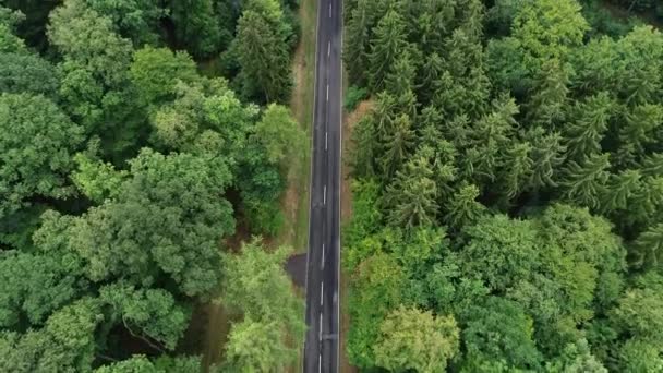 Yol Ormana Havadan Görünümü — Stok video