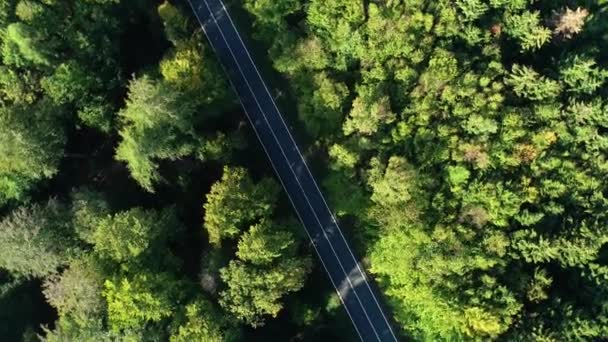 Carretera Través Del Bosque Vista Aérea — Vídeos de Stock