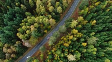 Yolun bir sonbahar orman yoluyla havadan görünümü