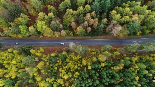 Εναέρια Άποψη Του Δρόμου Μέσα Από Ένα Φθινοπωρινό Δάσος — Αρχείο Βίντεο