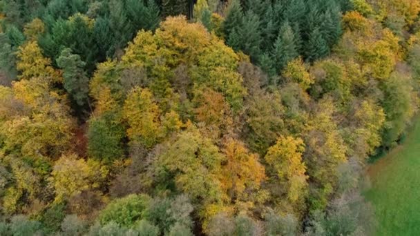 Маленький Ставок Лісі Вигляд Повітря — стокове відео