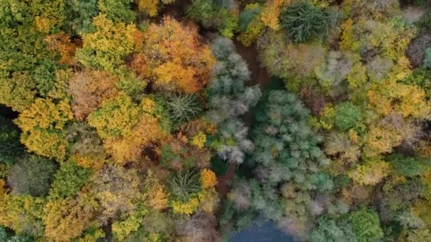 Pequena Lagoa Floresta Vista Aérea — Vídeo de Stock